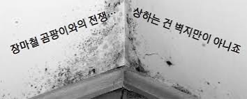 여름철 곰팡이